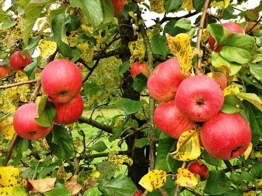 agricultura biologica